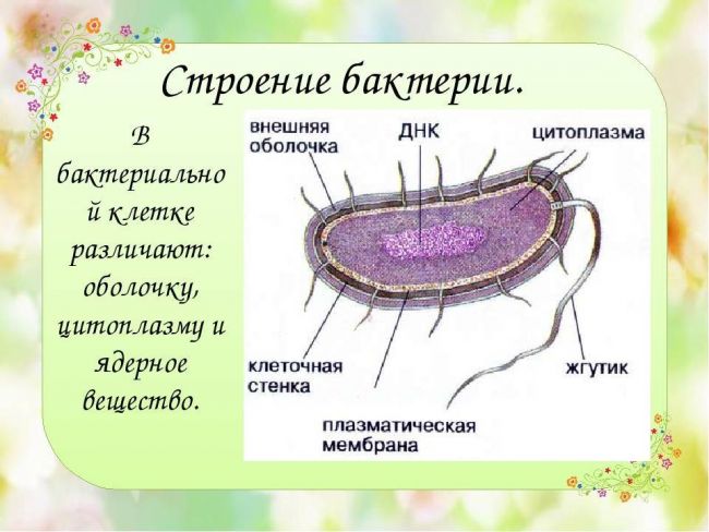 Царства живой природы бактерии очень малы. тело их состоит из одной клетки. бактерии – представители одноклеточных организмов. клетка бактерии не имеет. - презентация