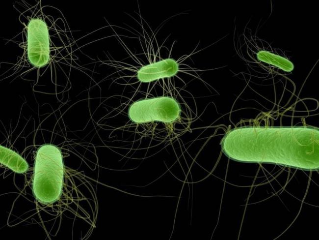 Escherichia coli в посеве на флору у женщин при беременности