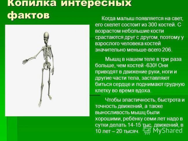 Представители царства бактерий – мельчайшие живые организмы