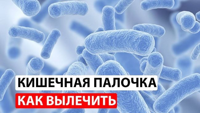 К каким последствиям в организме приводит появление кишечной палочки e. coli в моче