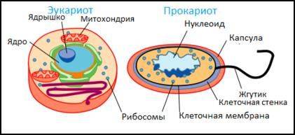 Сходства и различия в строении клеток растений, животных, грибов