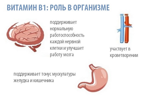 B1 (витамин): применение, описание действия, физиологическая роль. в каких продуктах содержится витамин b1