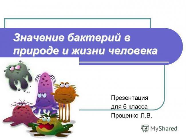 Разнообразие видов бактерий и способы их классификации