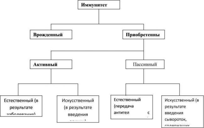 Пассивный иммунитет – это что такое, чем отличается от активного: в результате чего вырабатывается