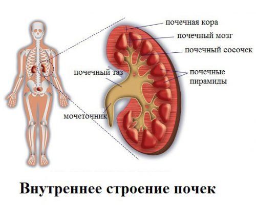 Почки болят симптомы чем лечить лекарства