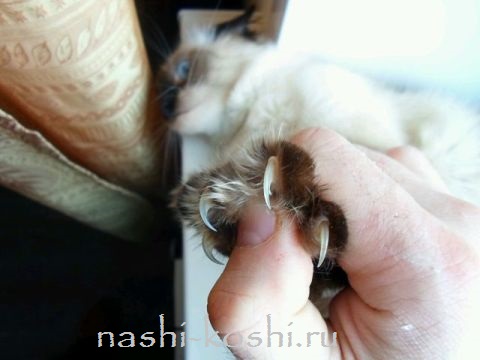 Как распознать болезнь кошачьих царапин, лечение