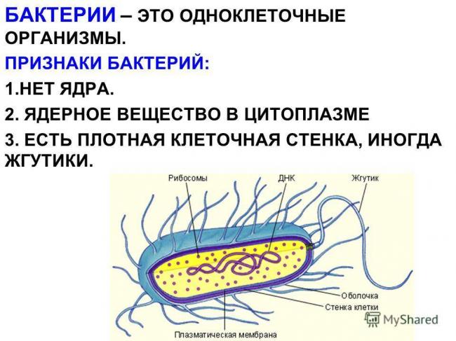 Строение бактериальной клетки