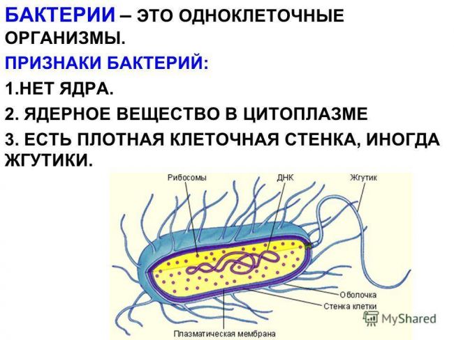 Значение бактерий в природе и жизни человека