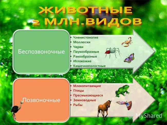 Презентация по окружающему миру на тему " царство живой природы. бактерии" ( 2 класс)
