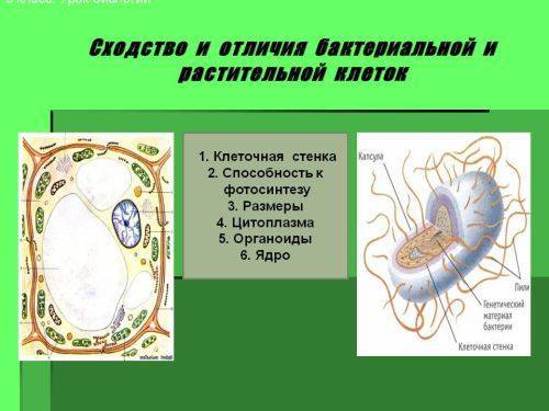 В чем заключаются главные отличия строения клеток бактерий и животных