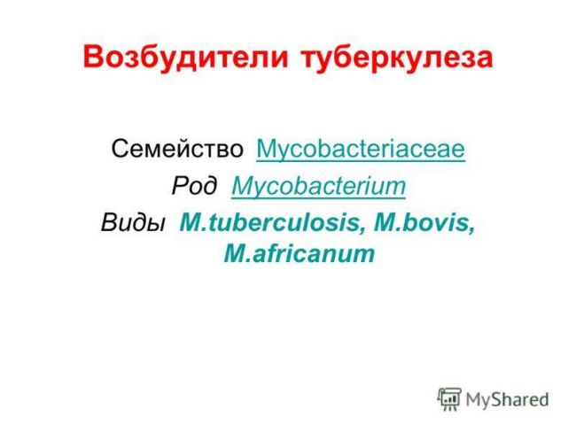 Возбудитель туберкулеза | eurolab | инфекционные болезни