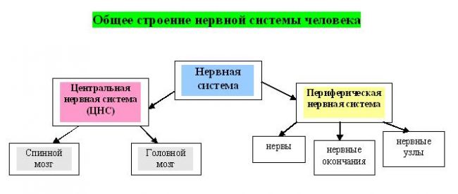 Биологический отдел центра педагогического мастерства