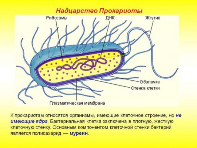 Особенности представителей царства бактерий