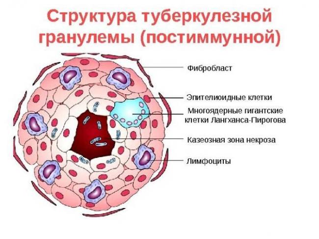 Что можно, а что нельзя есть до и после пробы манту