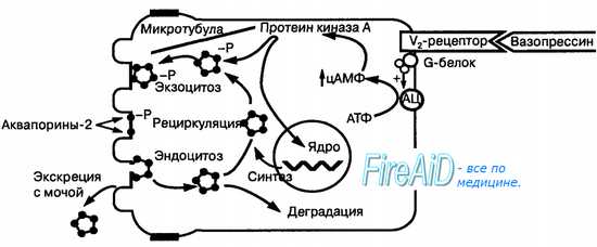 Антидиуретический гормон — википедия