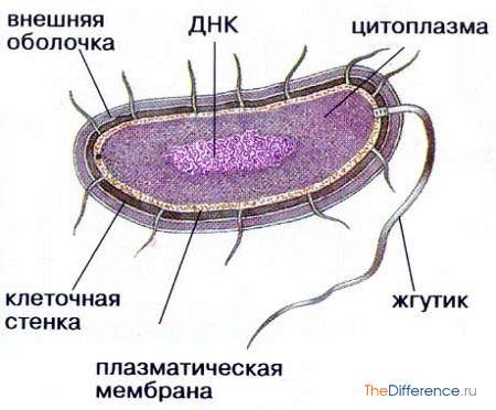 Лекция по теме морфология микроорганизмов