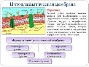 Как соотносится строение бактериальной клетки и ее функции