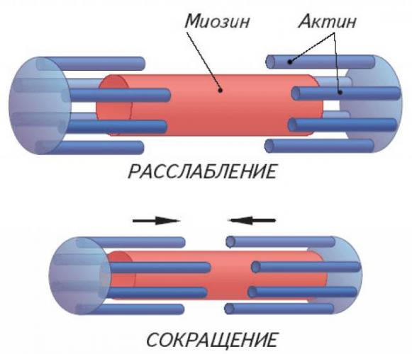 Инструкция по применению МЕТЕОСПАЗМИЛ METEOSPASMYL