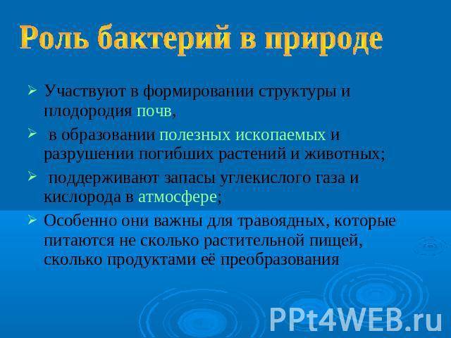 Роль бактерий в природе и жизни человека - бактерии