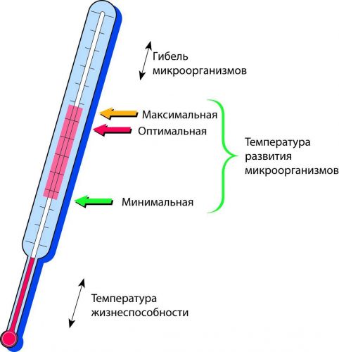Как выглядят под микроскопом различные бактерии