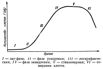 Рост и размножение бактерий