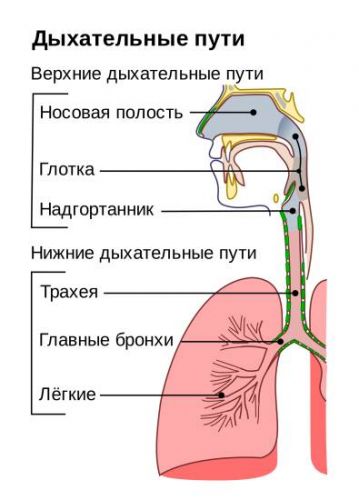 Как бронхит отличить от воспаления лёгких (пневмонии)?