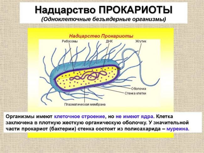 Бактерии — общая характеристика. классификация, строение, питание и роль бактерий в природе