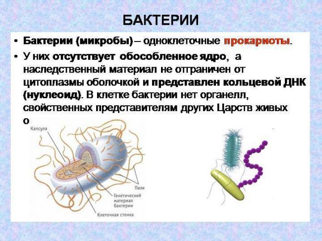 Строение и классификация простейших одноклеточных организмов