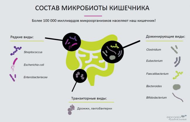 Особенности хемосинтеза бактерий