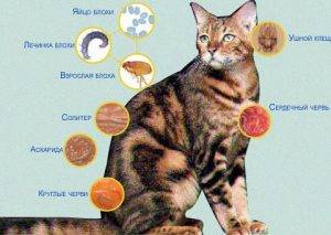 Капли Инспектор для кошек