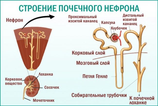 Причины возникновения нефротического синдрома у детей: диагностика и лечение