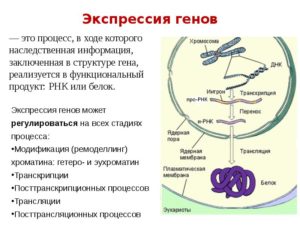 Экспрессия генов — википедия с видео // wiki 2