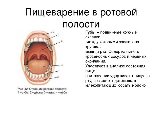 Состав и функции желчи