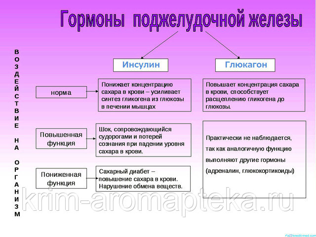 Клетки поджелудочной железы вырабатывающие глюкагон