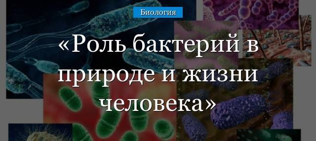 Бактерии гниения: среда обитания, способ питания, значение в природе