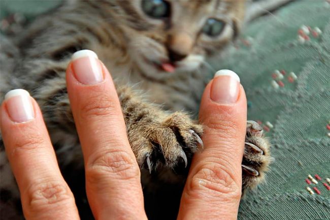 Болезнь кошачьих царапин: симптомы и лечение