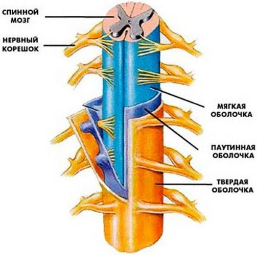 Деформация дурального мешка позвоночника что это такое и лечение