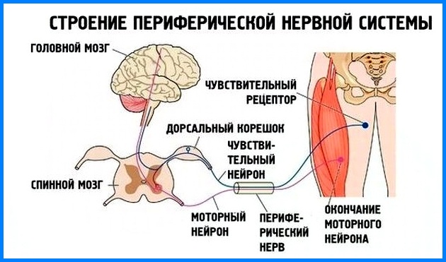 Вегетативная нервная система - биология егэ