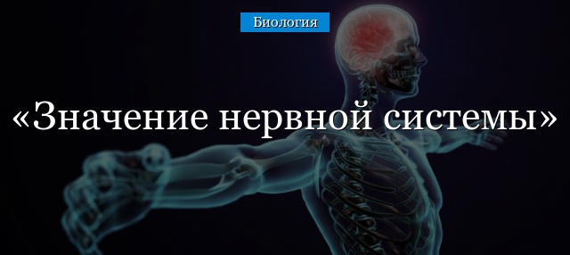 Периферическая нервная система — википедия. что такое периферическая нервная система