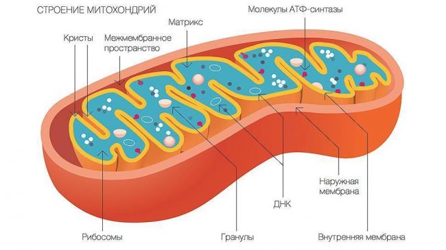При какой температуре погибают бактерии и вирусы?