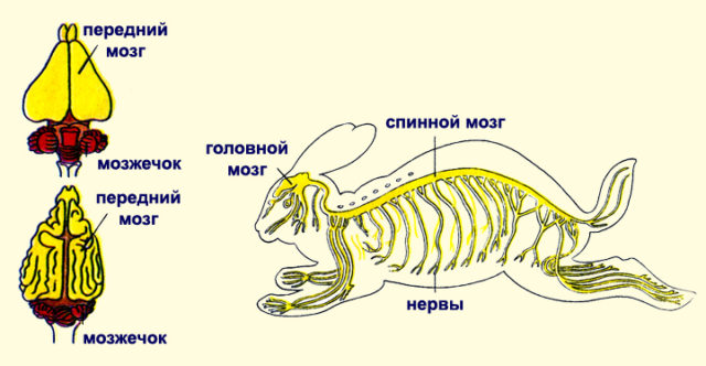 Периферическая нервная система, ее строение и функции