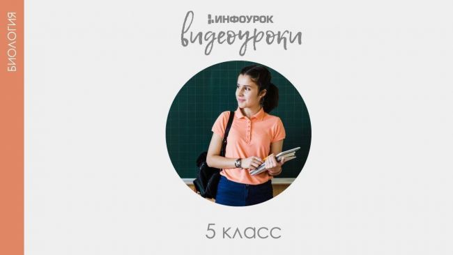 Признаки и особенности всех царств живой природы