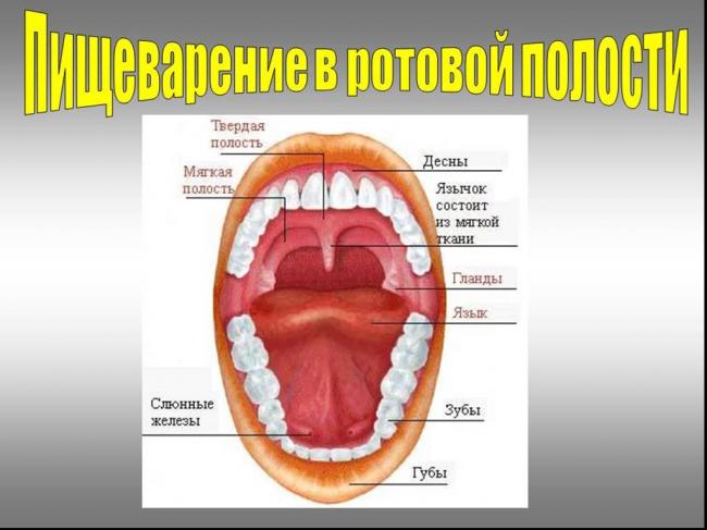 Желчь – важная роль в пищеварении, как выглядит, какую функцию выполняют желчные кислоты