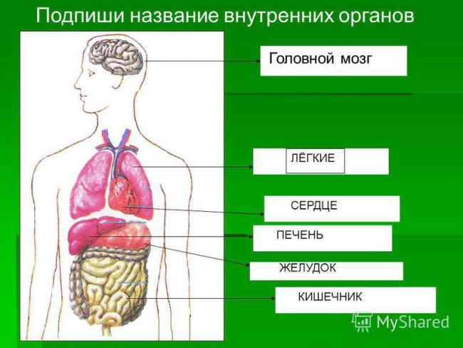 Презентация на тему: "царства живой природы бактерии очень малы. тело их состоит из одной клетки. бактерии – представители одноклеточных организмов. клетка бактерии не имеет.". скачать бесплатно и без регистрации.