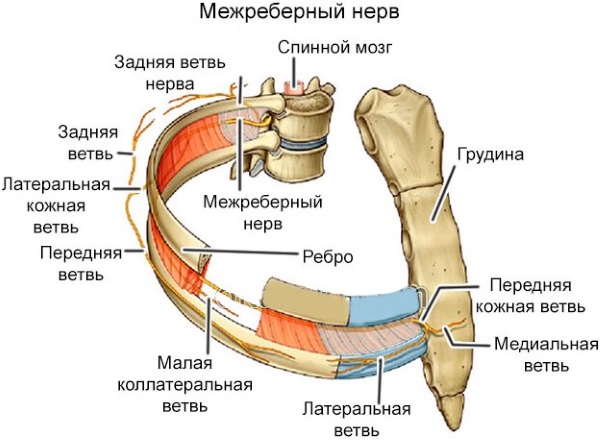 Micoderm от грибка: мгновенно действует, активно уничтожая микробы!