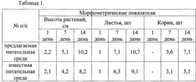 Как размножаются бактерии