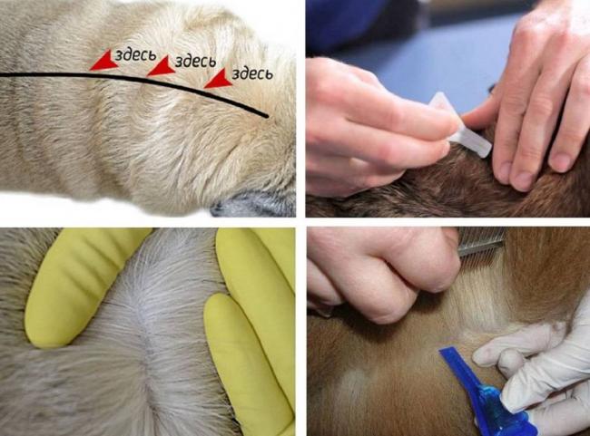 Капли Чистотел от блох для кошек и собак