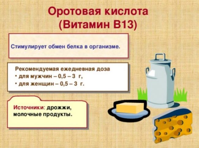 Оротовая кислота — большая медицинская энциклопедия