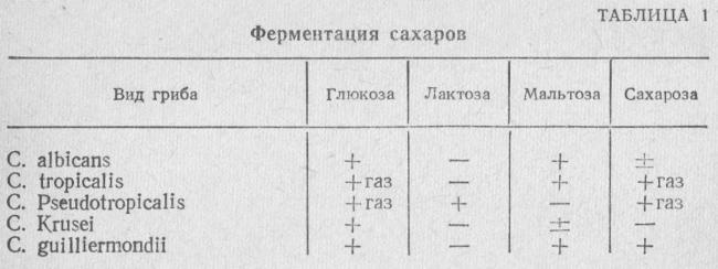 Какая мокрота при туберкулезе