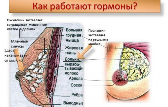 Гормон пролактин - что это такое, на что влияет и за что отвечает